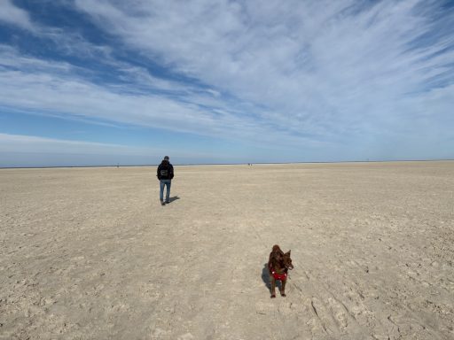 Eine Person geht mit einem kleinen Hund über einen weiten, offenen Strand.