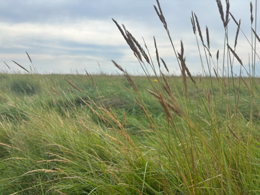 Grünes Wiesland mit hohen Gräsern und bewölkem Himmel im Hintergrund.
